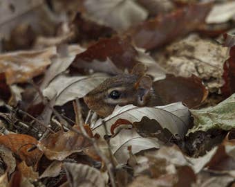 Chipmunk in Leaves