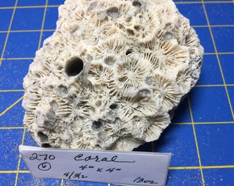 270 Florida Coral great piece aquariums garden decorations terrariums