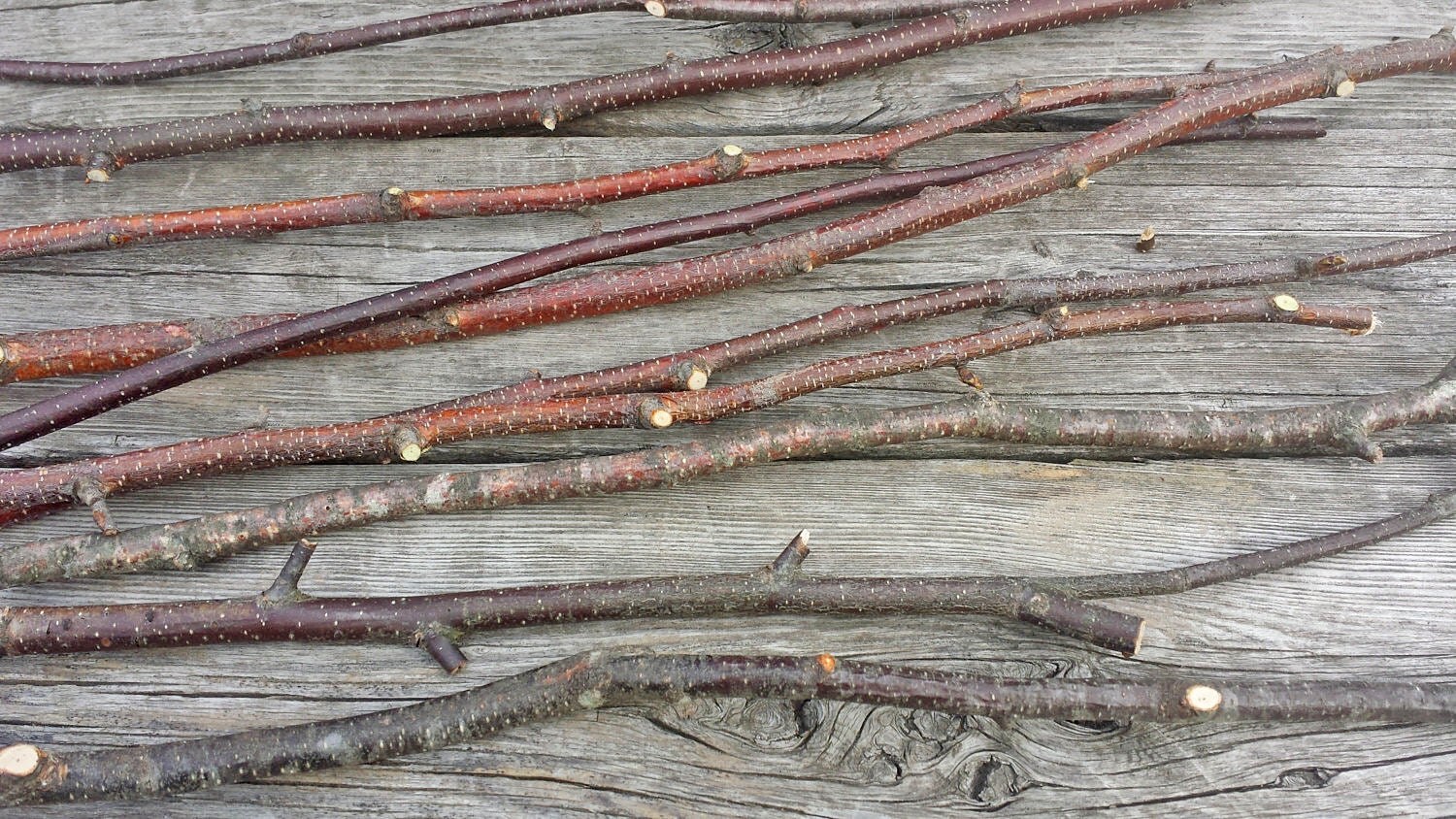 15 Birch Wood Branches, Real Natural White Birch Branches for Crafts