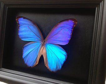 Blue Morpho Butterfly Taxidermy- Butterfly Art, Butterfly Decor, Framed Butterfly, Butterflies, Taxidermy Art, Insect Art, Curio, Entomology