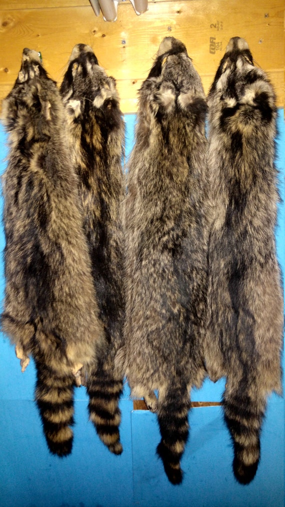 1 Tanned Raccoon Fur hide Pelt real animal skin taxidermy rug