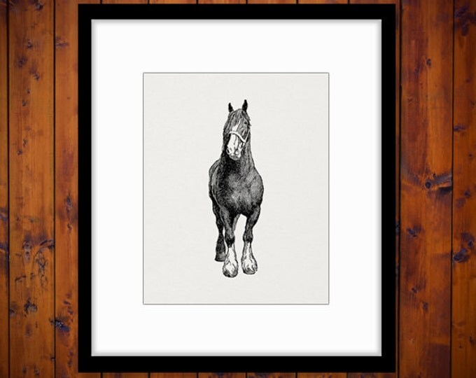 Printable English Shire Horse Image Download Graphic Digital Vintage Clip Art Jpg Png Eps HQ 300dpi No.3136