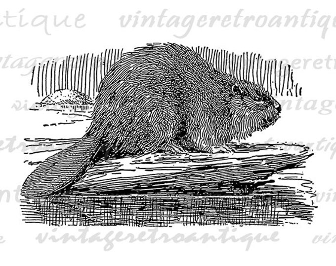 Digital Graphic Canadian Beaver Image Illustration Download Printable Vintage Clip Art Jpg Png Eps HQ 300dpi No.3050