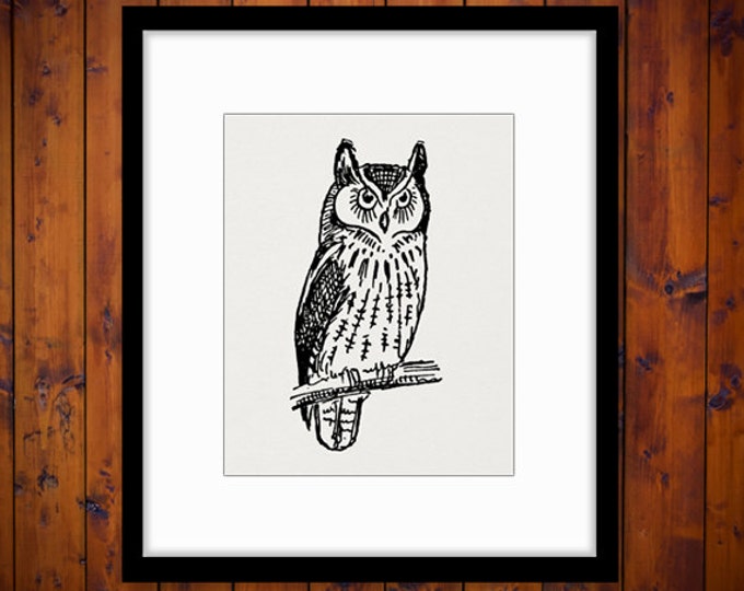 Antique Owl Image Graphic Digital Bird Printable Illustration Download Vintage Clip Art Jpg Png Eps HQ 300dpi No.956