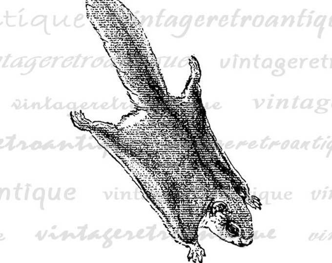 Printable Graphic Antique Flying Squirrel Download Digital Image Vintage Clip Art Jpg Png Eps HQ 300dpi No.293