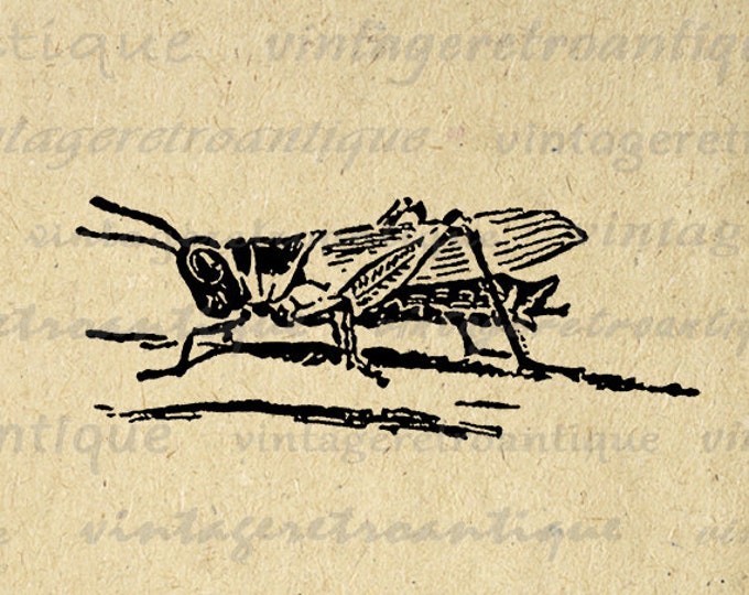 Digital Image Grasshopper Download Insect Bug Graphic Printable Antique Clip Art Jpg Png Eps HQ 300dpi No.154