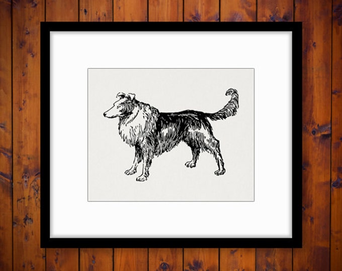 Colllie Dog Image Graphic Download Illustration Digital Printable Vintage Clip Art Jpg Png Eps HQ 300dpi No.3201