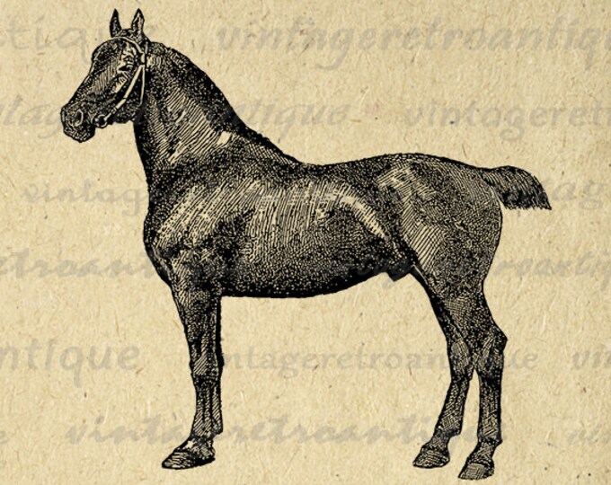 Black Horse Printable Image Graphic German Mare Digital Illustration Download Antique Clip Art Jpg Png Eps HQ 300dpi No.3475