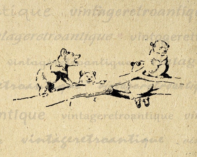 Printable Graphic Bear Cubs on Tree Branch Digital Cute Download Bears Image Vintage Clip Art Jpg Png Eps HQ 300dpi No.846