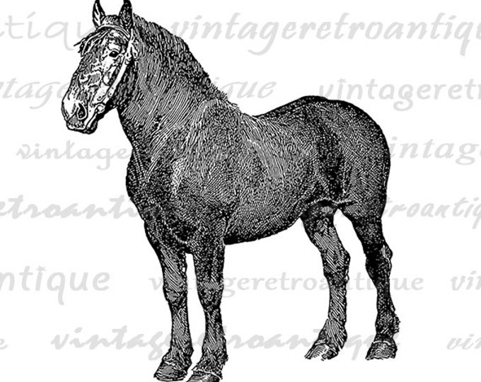 Printable Black Stallion Digital Download Horse Graphic Illustration Image Vintage Clip Art Jpg Png Eps HQ 300dpi No.3088