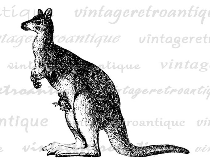 Kangaroo with Baby Kangaroo in Pouch Antique Graphic Digital Printable Download Image Vintage Clip Art Jpg Png Eps HQ 300dpi No.573