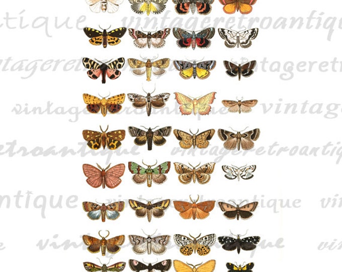 Printable Butterflies and Moths Collage Sheet Image Graphic Download Color Illustrations Digital Antique Clip Art HQ 300dpi No.3874