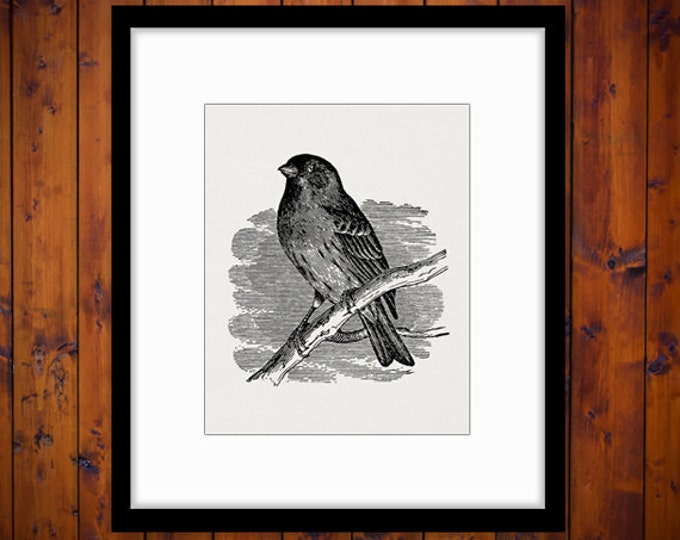 Purple Finch Bird Graphic Image Printable Antique Bird Artwork Digital Download Vintage Clip Art Jpg Png Eps HQ 300dpi No.3927