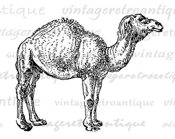 Camel Printable Image Graphic Download Camel Digital Illustration Antique Clip Art Jpg Png Eps HQ 300dpi No.4308