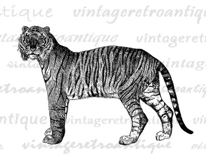 Tiger Digital Graphic Download Wild Cat Printable Tiger Image Illustration Jpg Png Eps HQ 300dpi No.2993