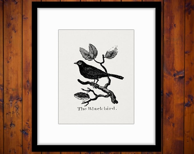 Blackbird Printable Graphic Image Antique Illustration Digital Bird Download Vintage Clip Art Jpg Png Eps HQ 300dpi No.855