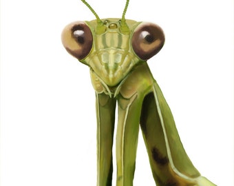 plush mantis