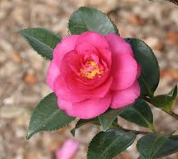 Shishi Gashira Dwarf Camellia Sasanqua Live Plant Starter