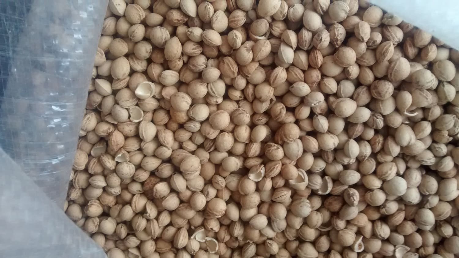 8lbs clean dried cherry pits