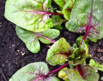 VLS) RED KITTEN Spinach~Seed!~~~~~~Mildew resistant!