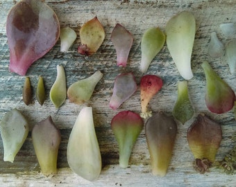 Succulent leave cuttings
