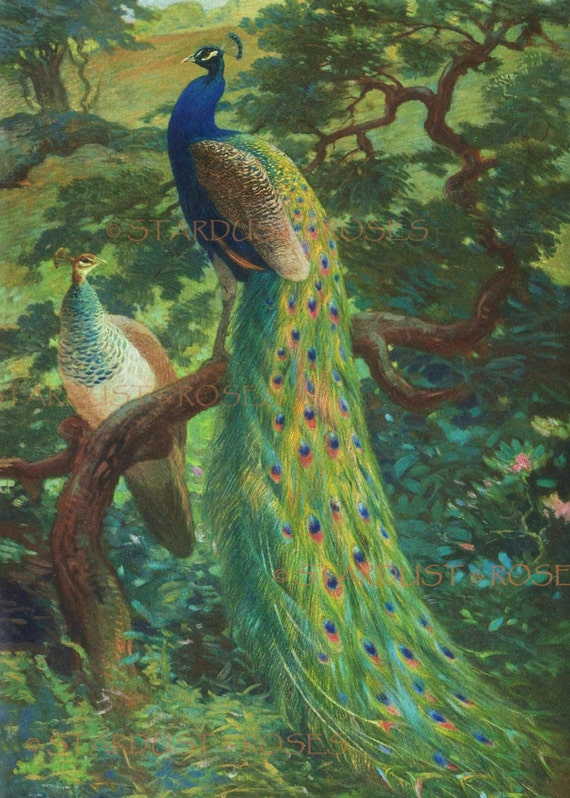 ANTIQUE Peacock ArT DOWNLOAD Instant Digital Print Vintage