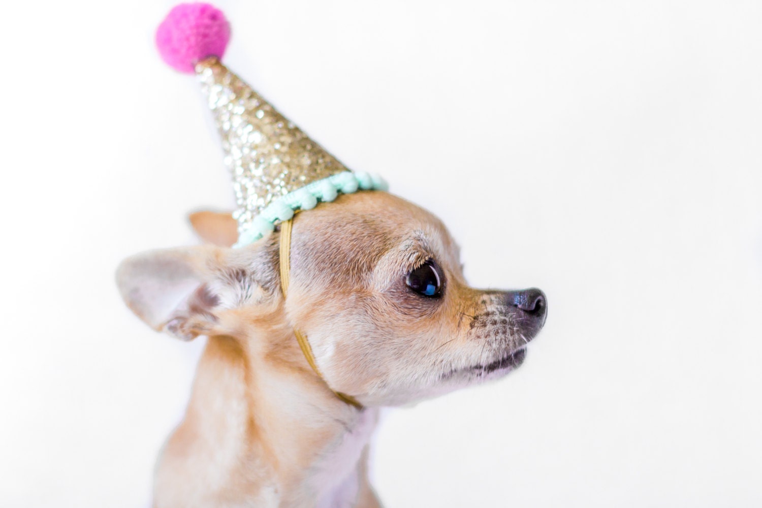 Dog Birthday Party Hat Animal Birthday Party Hat Pet