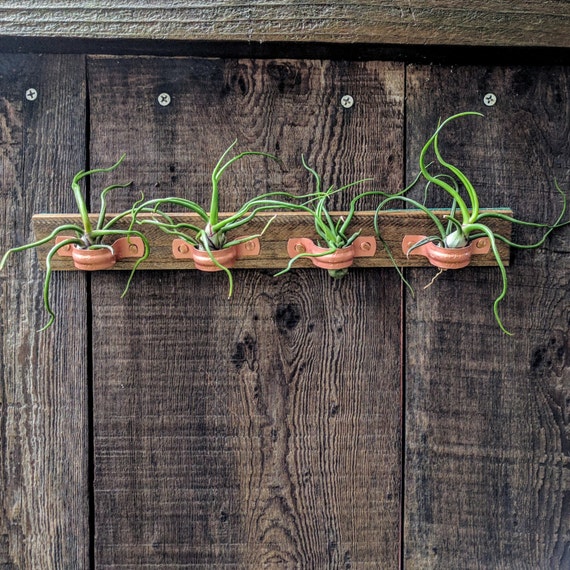 Air Plant Wall Holder with Copper Holders and by