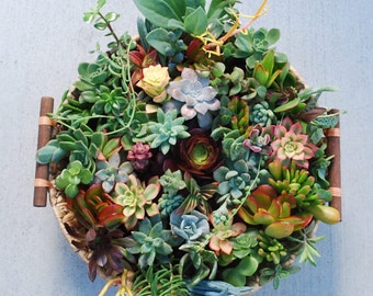 40+ Exotic Succulent Cuttings with Over 20 Varieties