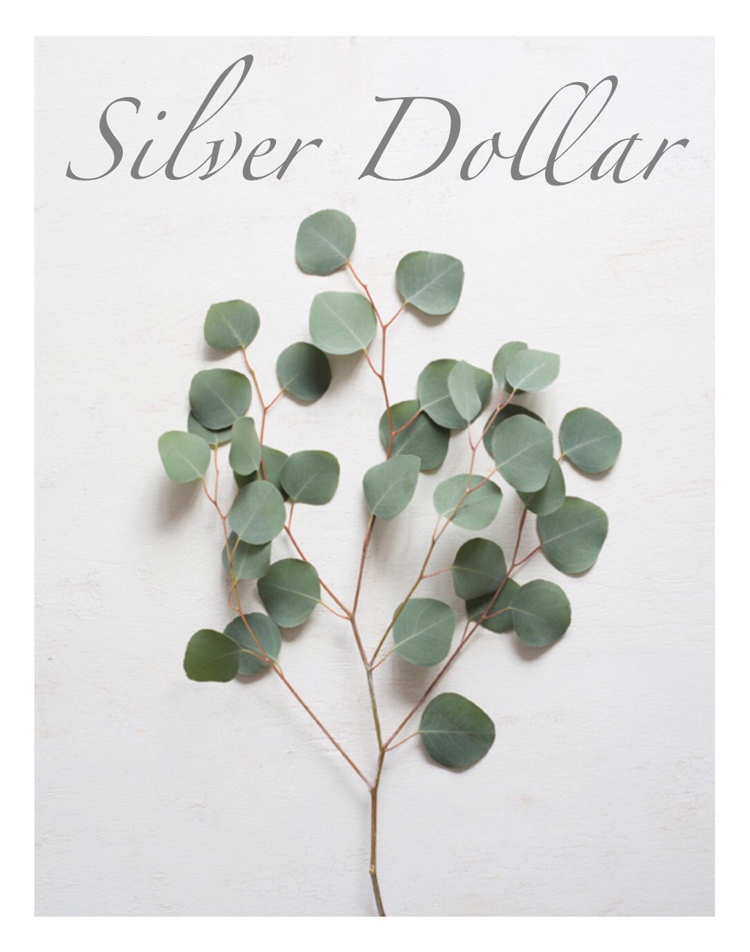 Silver Dollar Eucalyptus 1 lb. Fresh Organic Sprigs Home