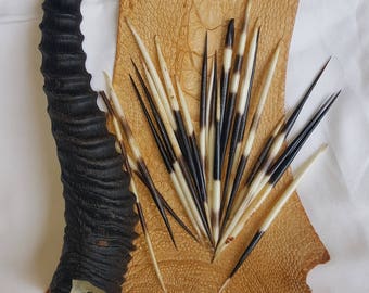 10 Genuine real Taxidermy AFRICAN Porcupine quills jewelry beads 4 - 6"