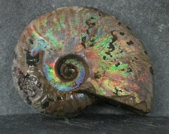 Fossil Ammonite Specimen, Large Natural Fossilized Ammonite, Large Collector Specimen, Rockhound Specimen, Unpolished Extinct Display Fossil
