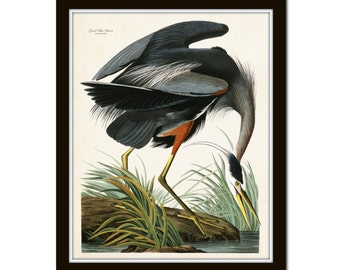 Vintage Audubon Blue Heron Bird Print Giclee Art Poster Nautical Vintage Audubon Blue Heron Bird Print Giclee Art Poster Nautical