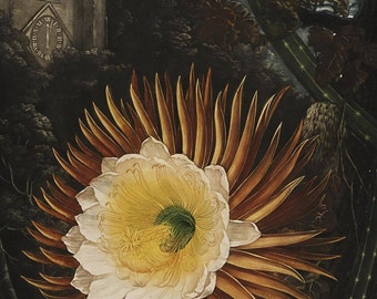 The Night-Blooming Cereus Print, Botanical Art, Botanical Poster, Vintage Cactus Flower, Floral Wall Art, Garden Art Illustration