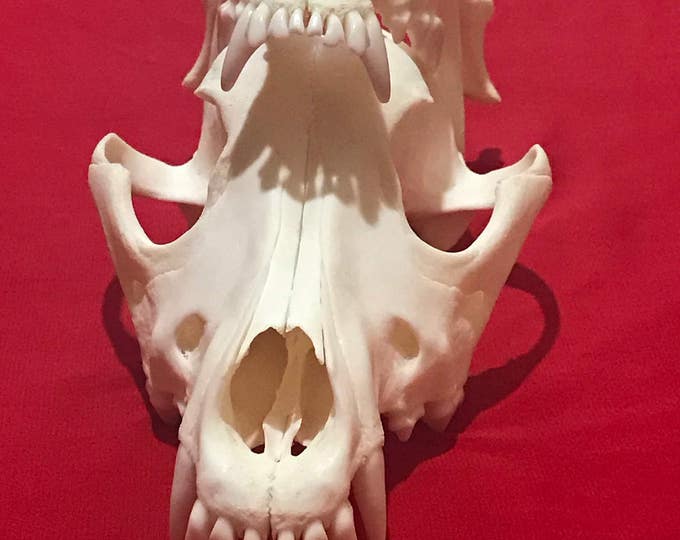 Real animal skull