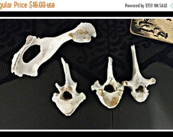 Unique bone collectors related items | Etsy