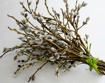 Decorative Pussy Willow branches- SPRING 2017-Flower arrangement-Wedding- Rustic home decoration-Craft supply-Spring Easter decoration