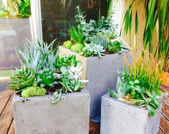 Concrete planter arrangement with fresh succulents!Only available in South East Florida FAST FREE SHIPPING-Succulent terrarium