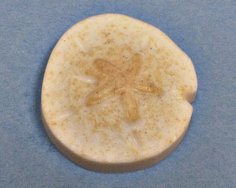sun haven sand dollar sun haven sand dollar