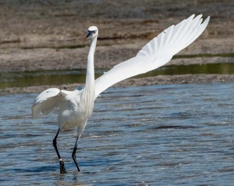 I Have A Question - Snowy Egret
