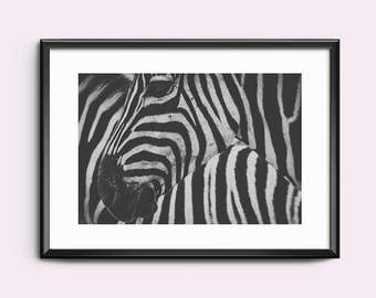 Zebra Wall Art zebra wall art | etsy Zebra Wall Art zebra wall art | etsy