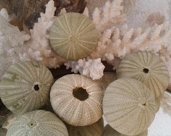 Green Sea Urchin Shells Loose Sea Life Supplies Coastal Decor Arts Crafts Urchin Pastel Seashells Beach Decorating DIY arrangements