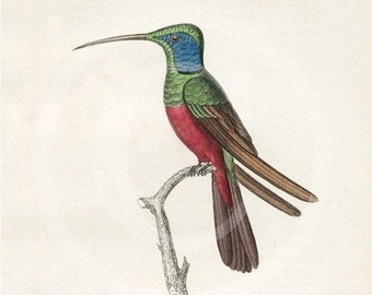 hummingbird feathers etsy hummingbird feathers etsy