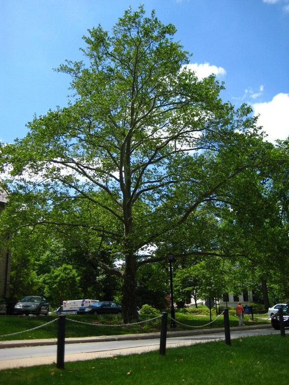 American Sycamore Tree Seeds Platanus occidentalis 25 Seeds