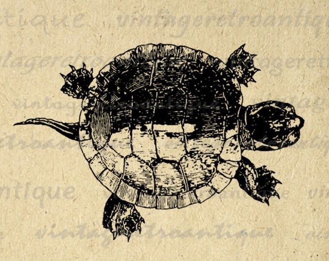 Printable Tortoise Turtle Graphic Download Illustration Digital Image Vintage Clip Art Jpg Png Eps HQ 300dpi No.3097