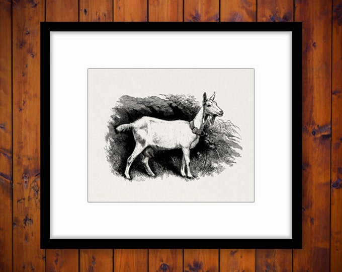 Goat Printable Graphic Download Antique Image Digital Jpg Png Eps HQ 300dpi No.473