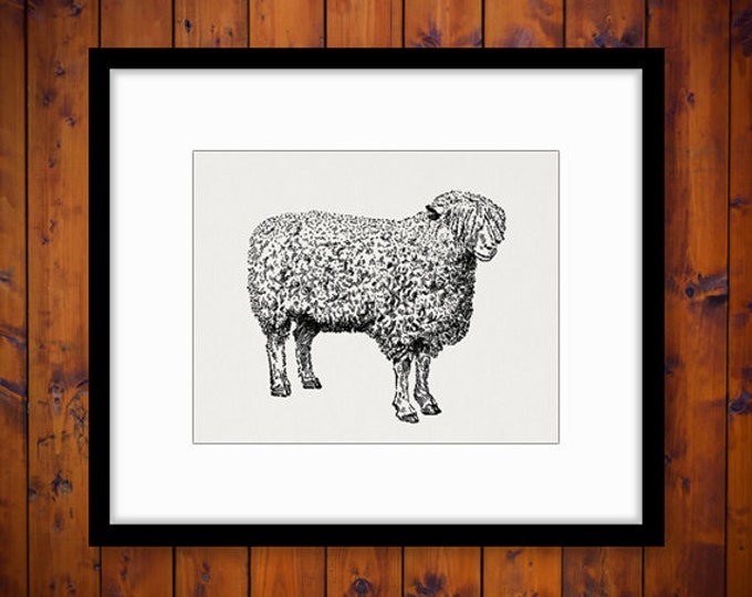 Printable Digital Sheep Graphic Cute Farm Animal Download Cotswold Ewe Sheep Image Illustration Vintage Clip Art HQ 300dpi No.3479