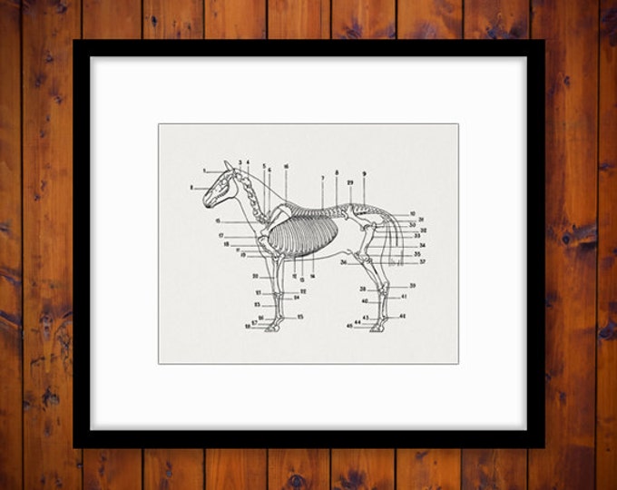 Digital Image Horse Skeleton Diagram Printable Download Illustration Graphic Vintage Clip Art Jpg Png Eps HQ 300dpi No.1949