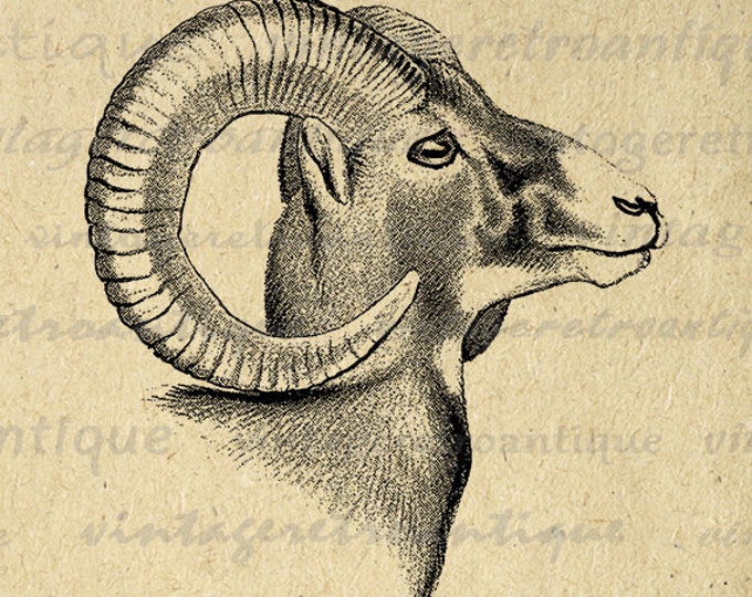 Digital Graphic Goat Download Ram Horns Animal Printable Image Vintage Clip Art Jpg Png Eps HQ 300dpi No.470