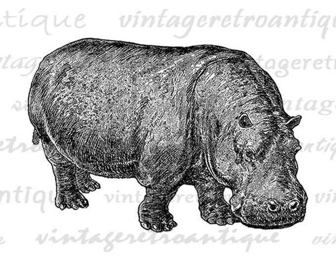 Hippo Image Graphic Printable Hippopotamus Digital Download Illustration Antique Clip Art Jpg Png Eps HQ 300dpi No.2582